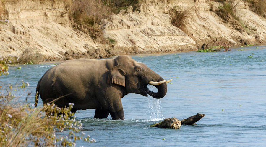 Banke National Park