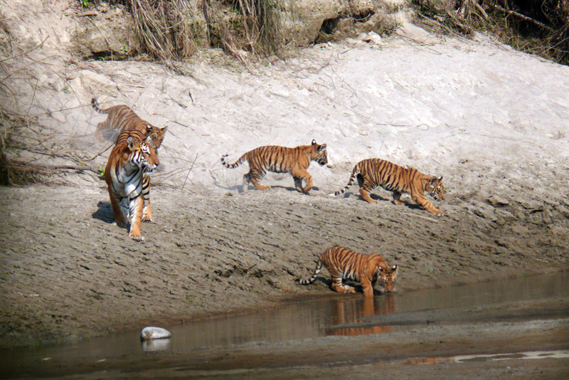 Bardia Tiger Tracking Tour